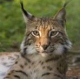 Schwarze Luchs